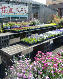 石川鉄造種苗店 園芸店