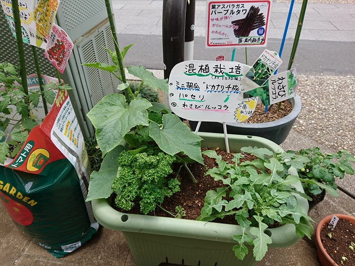 たねやブログ 店長blog 石川鉄造種苗店