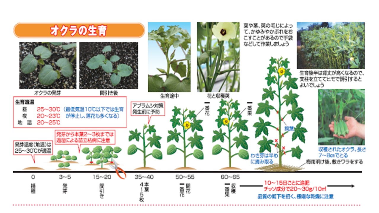 オクラ栽培は密植栽培がおすすめ 石川鉄造種苗店