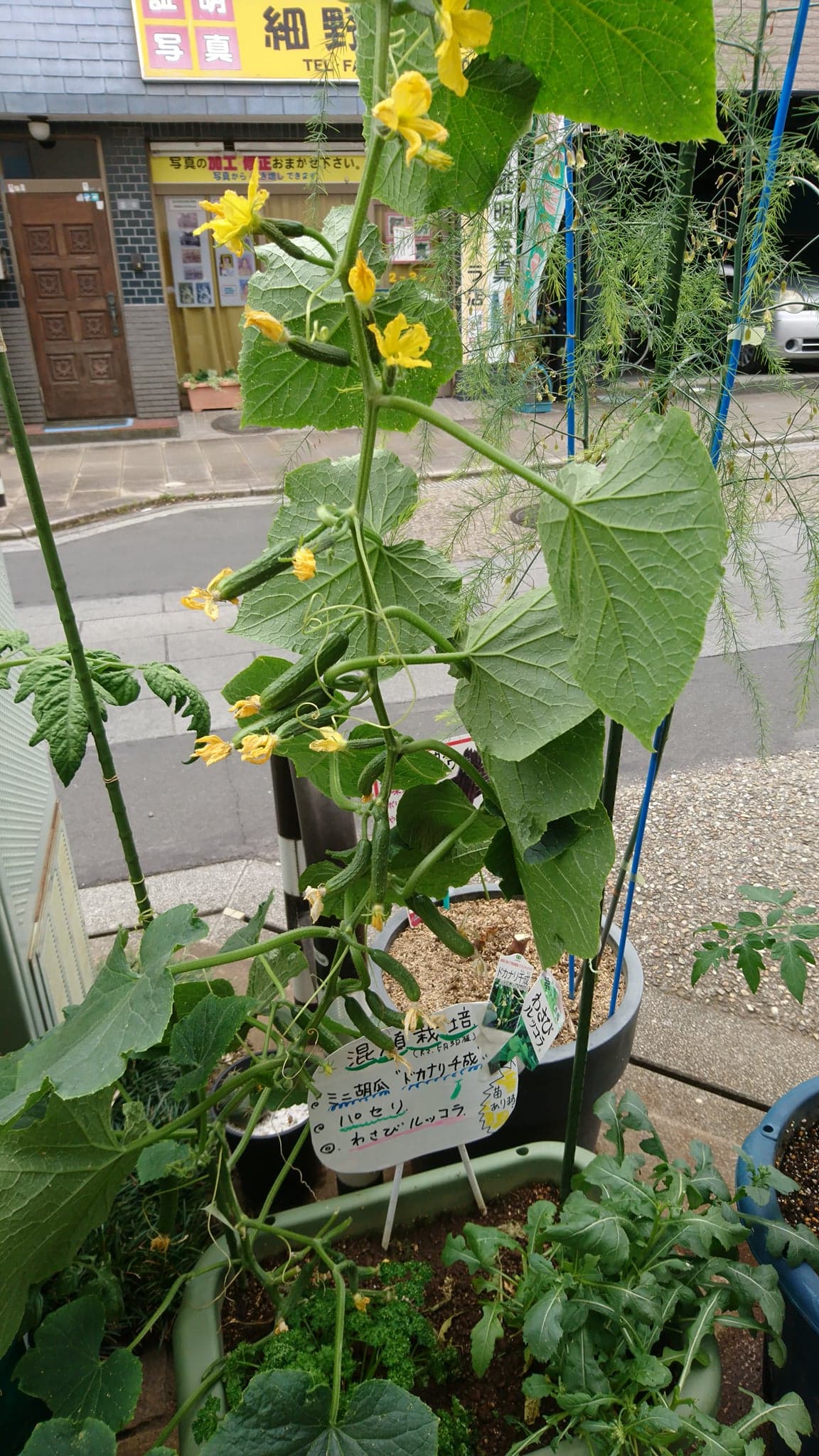 きゅうり 育て 方